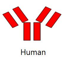 Human anti-human TNF- antibody (cont.