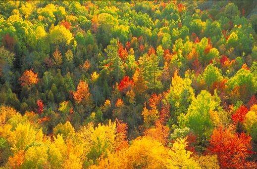 Temperate forests... A temperate forest is found in a climate with mild temperatures - warm summers and cold winters.