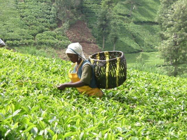 1. Demonstrate the economic value of good SA values to the smallholder farmers 2. Reduce cost of tea production in smallholdings by fine tuning inputs 3.