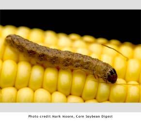 What pest are problematic in your area Western Bean Cutworm