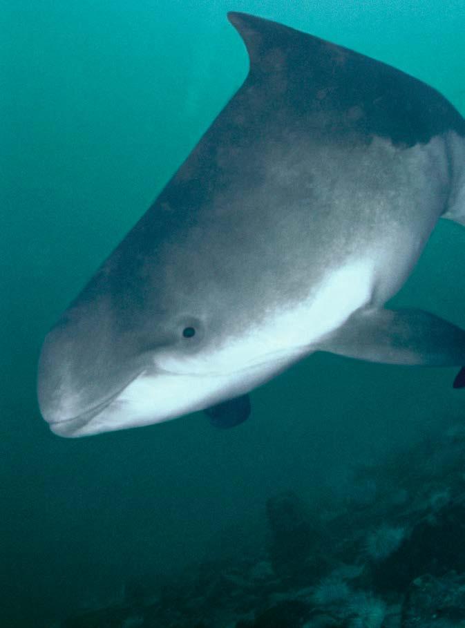 PHOTO FLORIAN GRANER / NATUREPL / WWF A POSITIVE FUTURE FOR PORPOISES AND RENEWABLES Assessing the