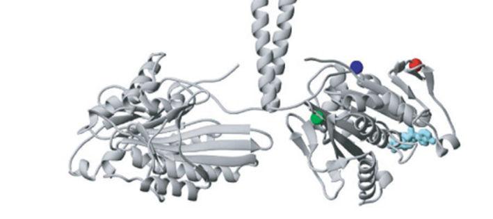 Each head of kinesin contains a catalytic domain responsible for microtubule binding and ATP hydrolysis.