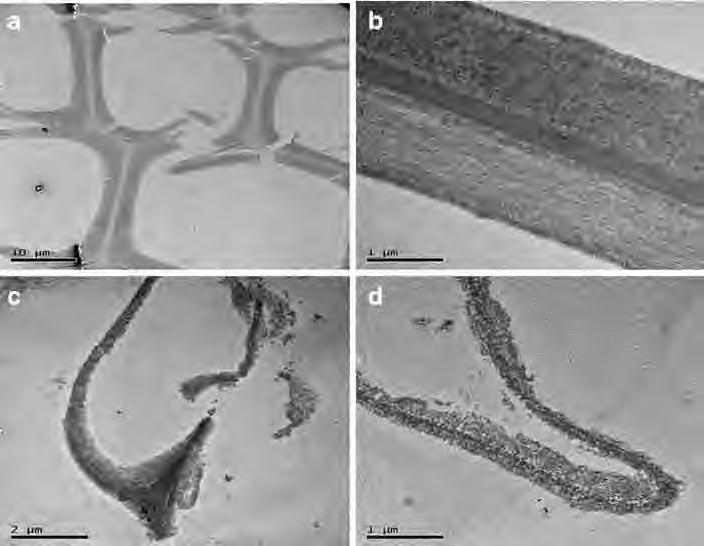 Appl Biochem Biotechnol (2012) 168:1556 1567 1563 Fig. 5 Fibers cross-section TEM images of samples of dilute acid and SPORL ph 1.9 pretreatments after enzymatic hydrolysis for 12 h.
