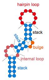 3cm single-stranded RNA, double-stranded RNA helix of