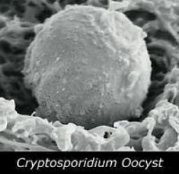 Microbial Pathogens Protozoa Cryptosporidium Giardia