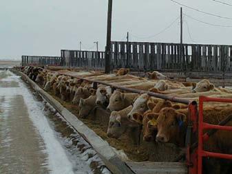 How do we ensure that feedlots are