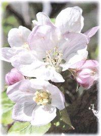 Sebastopol Apple Blossom Fes val and Parade