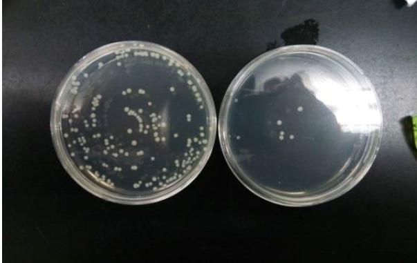 Initial number of bacteria: 10Million cfu/ml (E.