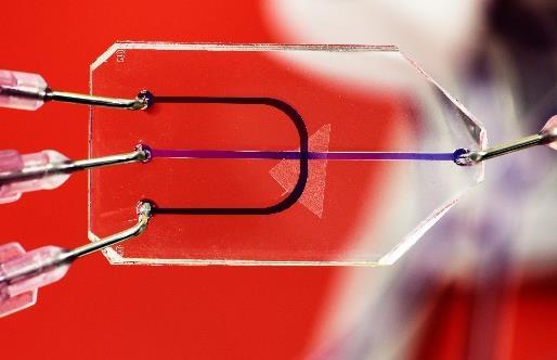 What do organs-on-chip look like?