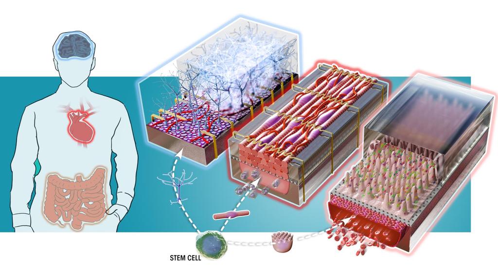 Organ-on-chip bioassays What are organs-on-chip?