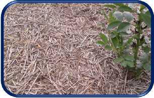 Benefits of legumes in innovative cropping systems Conservation tillage Widening of crop rotation No ploughing necessary Significant savings of pesticides compared to other crops Legumes can help to