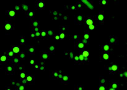 Viability stain Fluorescein DiAcetate (FDA) Stains living phytoplankton Cell-permeant esterase substrate documents enzymatic activity (needed