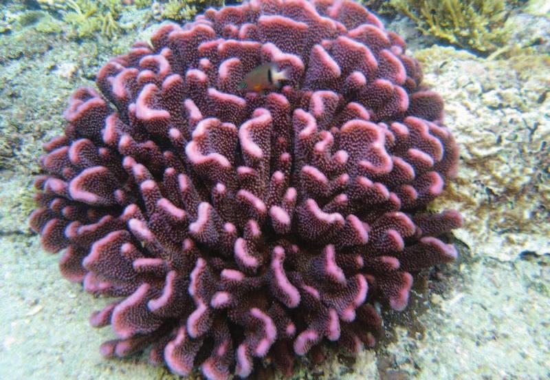 coral that does not make a calcium