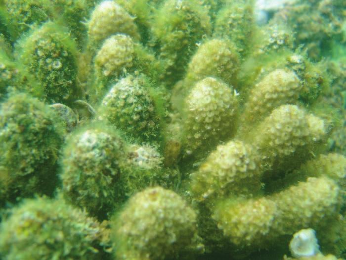 on live coral, dead coral, or other substrates.
