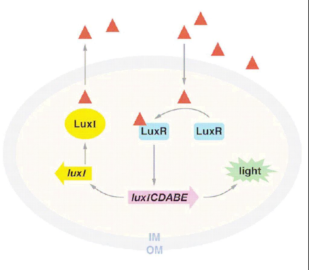 FIGURE 2: Quorum sensing, and therefore light production, is regulated by the LuxIR operon (group of several genes). The quorum-sensing mechanism of Vibrio fischeri as follows Figure 2: V.