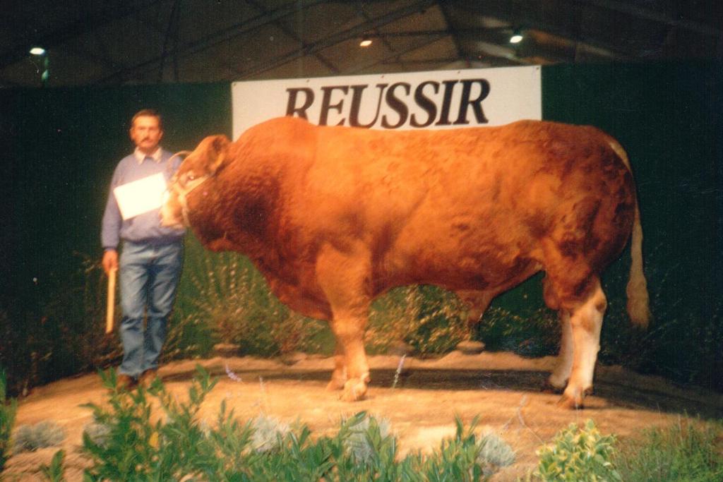 We took him to a national show and he was 1st in the class of bulls under 1 year old. Then we had FAIGNANT that really stamped the herd. He was a CORDON son, born in Mr Deconchat s herd.