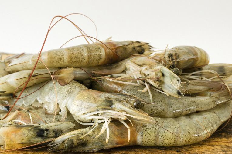 Cold Storage/Freezer Track Shrimp Processing Through Many Steps For Complete Traceability AUTOMATING DATA ENTRY The goal for data collection in