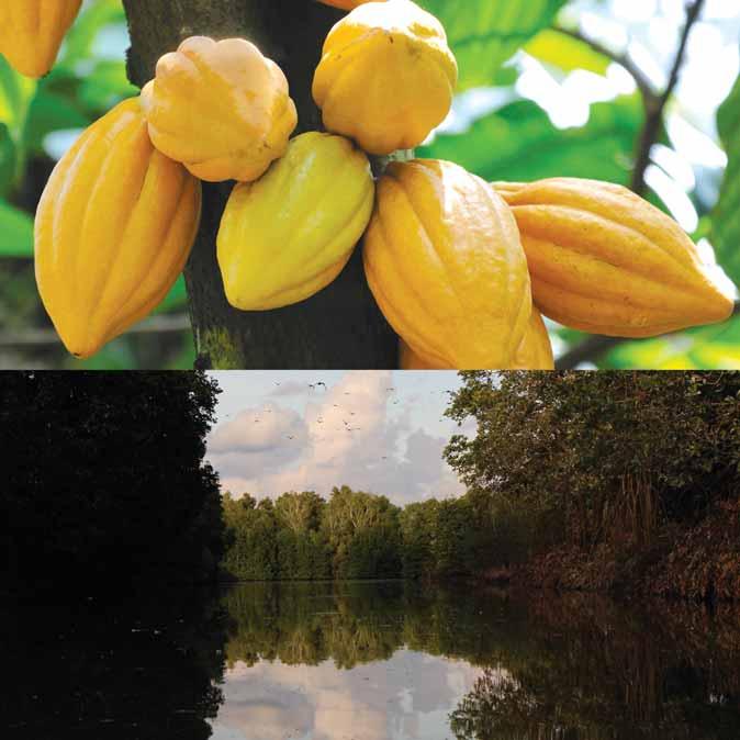 Landscapes The Cocoa and Forest Programme of West and Central Africa SNV is engaging with cocoa