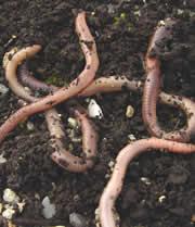 Ecotoxicity Earthworm Study 6 field sites; 3 in 2008 and 3 in 2009 Collect worms from high application rate plots