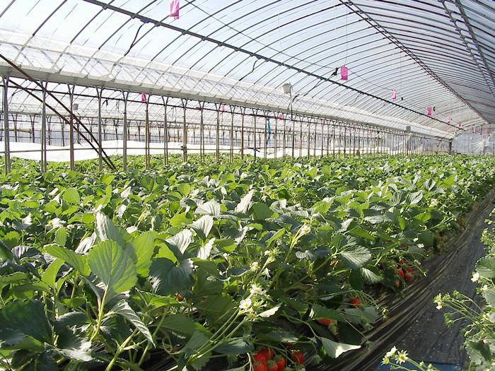Greenhouse Study Climate Controlled 65 Tubs replicating 3 field sites Mercury
