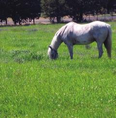 What makes horses different? 7 Seven steps to a safe, efficient, environmentally friendly horse farm 9 Step 1. Don t beat up your pasture 9 Step 2.