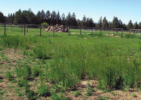 Why is weed control important? Weeds compete with desirable plants, and some are potentially dangerous to horses.