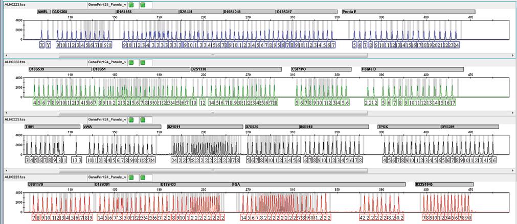 A. B. C. D. 13469TA Figure 21. The GenePrint 24 Allelic Ladder Mix. The GenePrint 24 Allelic Ladder Mix was analyzed with an Applied Biosystems 3500xL Genetic Analyzer using a 1.