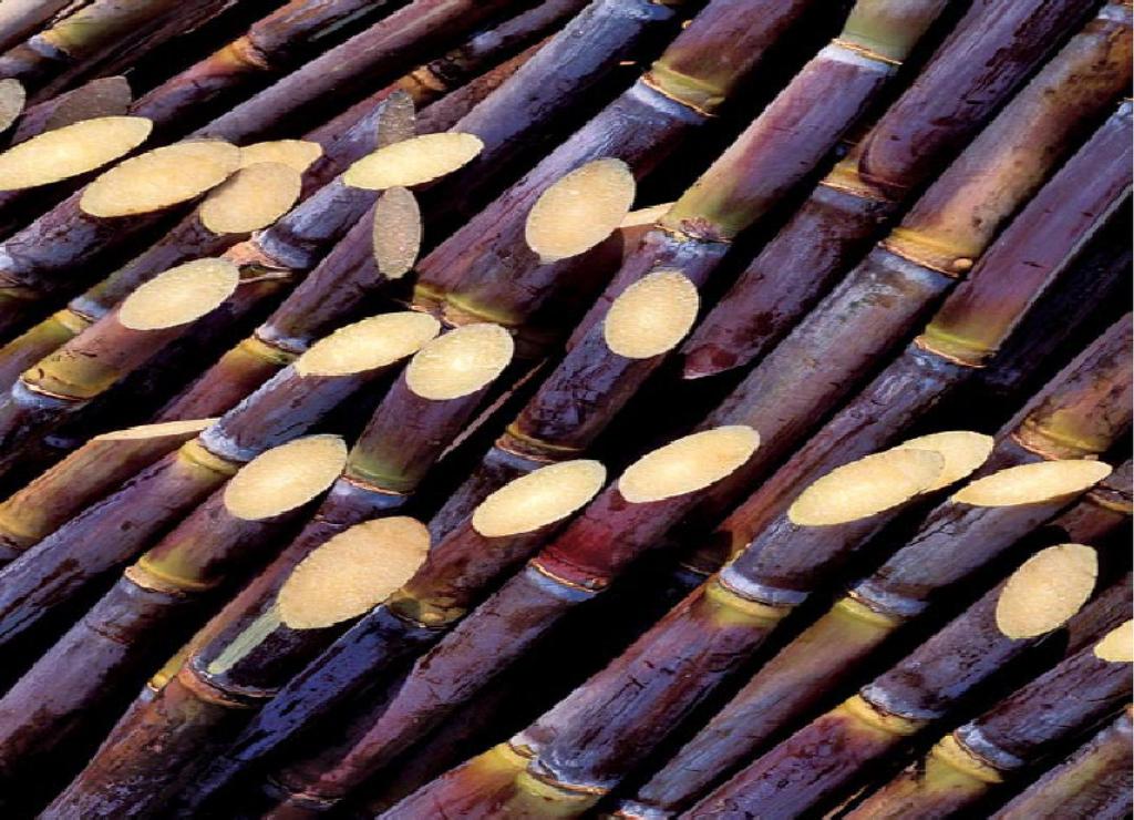 Sugarcane as an Energy Crop in Brazil Sugarcane is the main