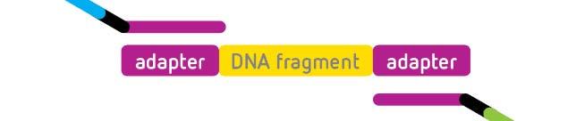 HLA library preparation Dual indexing PCR: insert index sequencing
