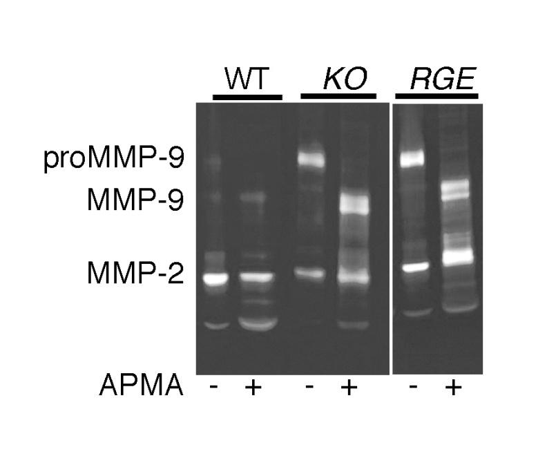 Figure S3. Predominant upregulation of prommp-9 in vaginal tissues from Fbln5 mutant mice.