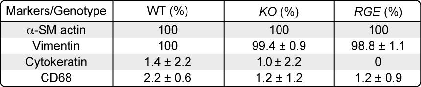 Table S1. Characterization of primary vaginal stromal cells. Table shows % of positive cells per total nuclei in corresponding genotype. Value is the mean ± SD.