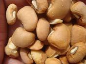 Science-driven pest management saves cowpea farms from