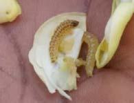 targeted) One of the most devastating insect pests of cowpea in Africa: the legume pod borer, Maruca
