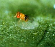 Why biological control and what science is