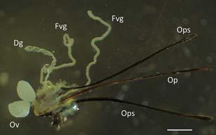 parasitoid Therophilus javanus