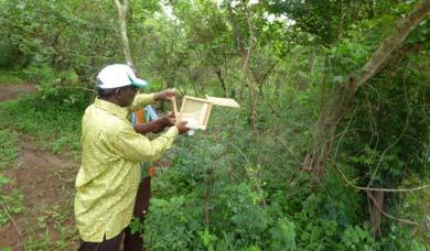 Experimental releases and backyard science Country Parasitoid # released Benin Therophilus javanus