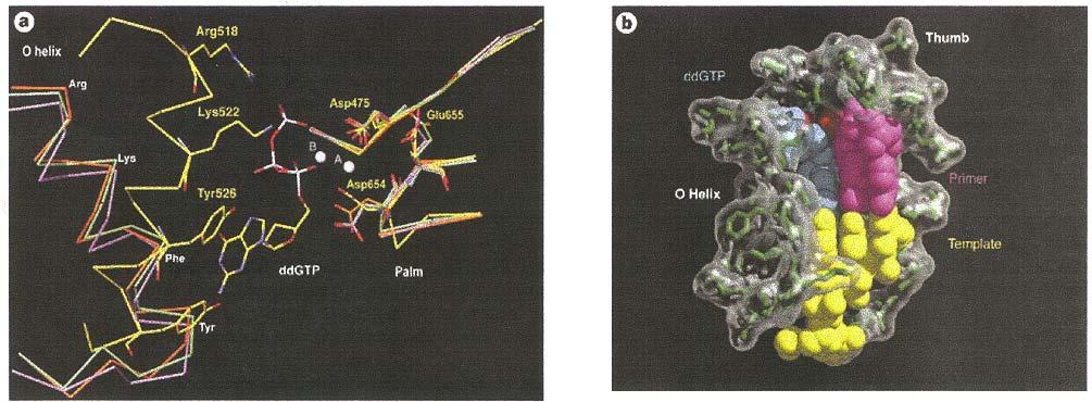 DNA polymerase active site appears capable of opening and closing 530