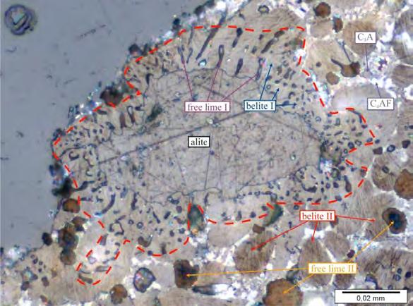 Figure 1: Reflected light micrograph of clinker; alite directly surrounded by a symplectite of free lime crystals often oriented towards alite (free lime I) and belite crystals (belite I), itself