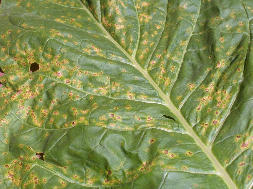 Angular Leaf Spot Bacterial disease Boxy, dark spot, not round, with yellow halo More prevalent in dark than burley More common later in the season