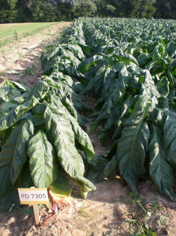 Dark Tobacco Topics Dark variety update Black shank control Angular leaf