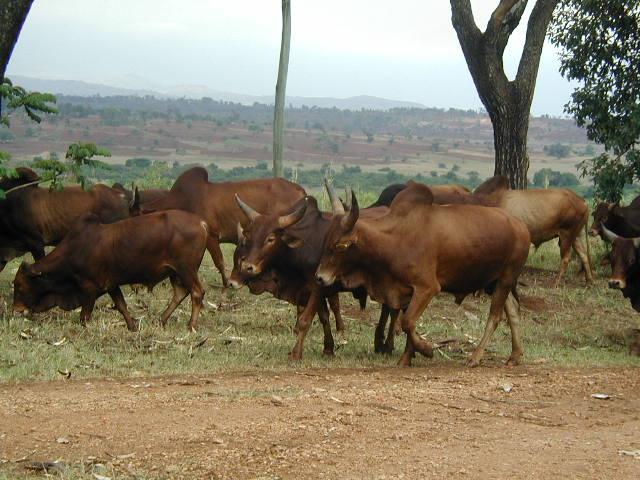 Horro Bulls (Bako Agric.