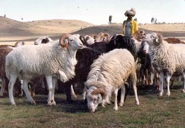 Menz Sheep (Central Highlands-