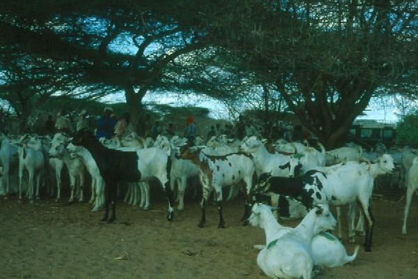 Somali Goats (Eastern Ethiopia) - Courtesy: