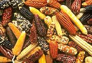 Diverse genetic resources are essential to