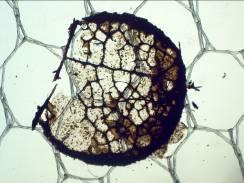 Sporulation of Infested Leaf Disks, Removed, and Flooded with Water