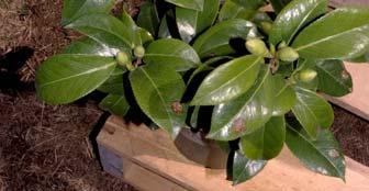 Total of 70 infected leaves per block Rhododendron: consists of 6
