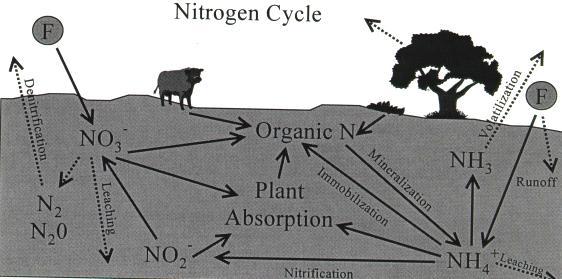 N-Mineralization Forms of N compost: Organic N > 90% and mineral N (NH 4 -N, NO 3 -N) < 10% Critical in determining N application