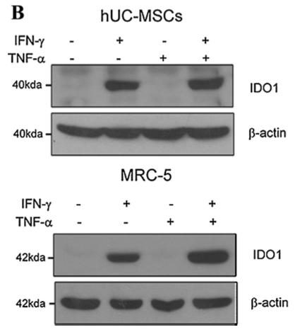 Human diploid MRC-5 cells exhibit several critical properties of human umbilical