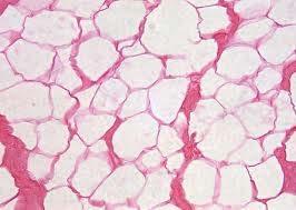 Cells (MSC)