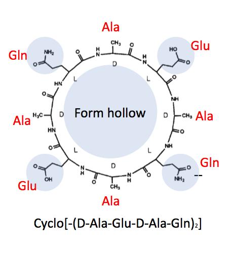 8. Cyclo[Ala-Glu-Ala-Gln- Ala-Glu-Ala-Gln] (the underlined amino acids correspond to the D form and the rest of them are the L form) is known to form a tubular nanostructure by peptide ring stracking
